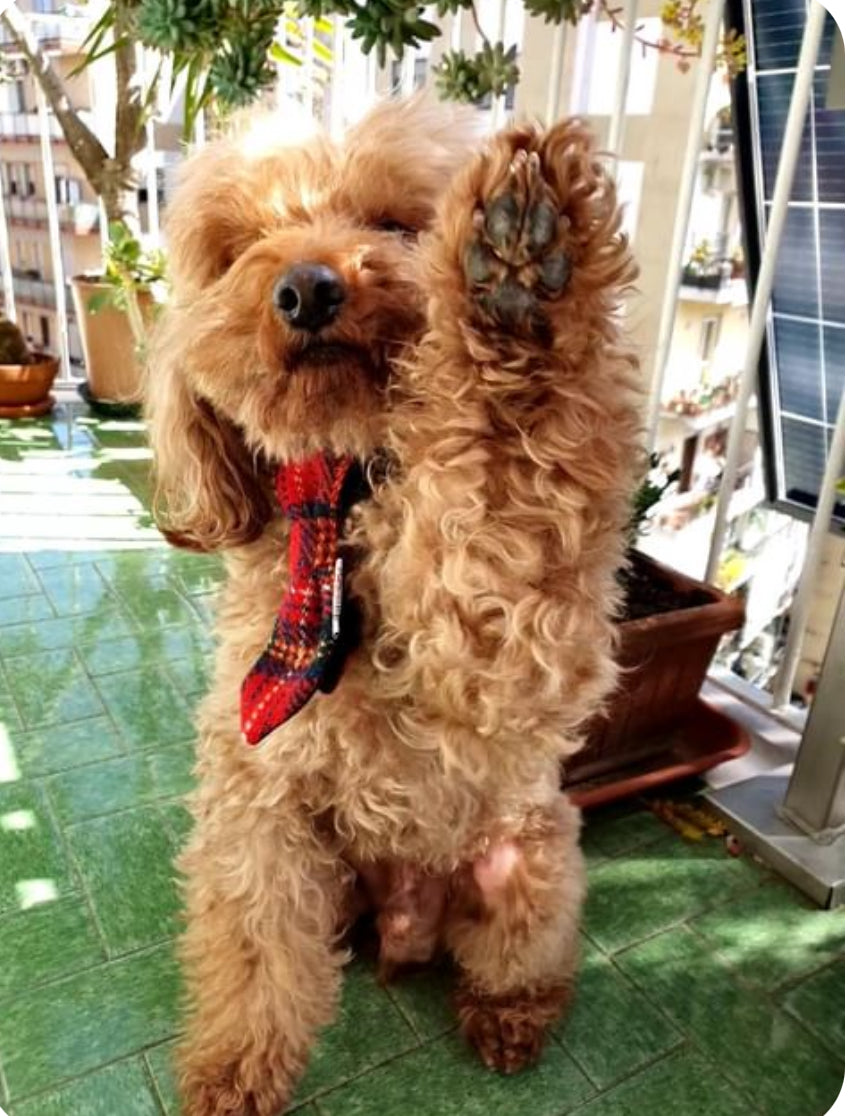 (Red Stewart) Bowzos Harris Tweed® Dog Tie - Red Tartan