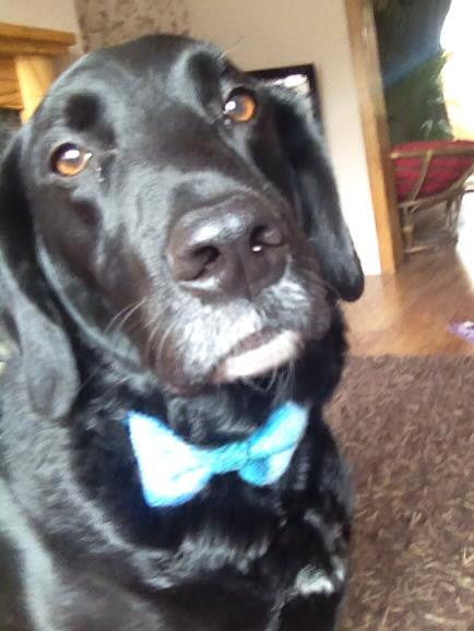 (Edinburgh) Harris Tweed Bow Tie Dog Collar & Lead Set - Baby Blue Check - BOWZOS