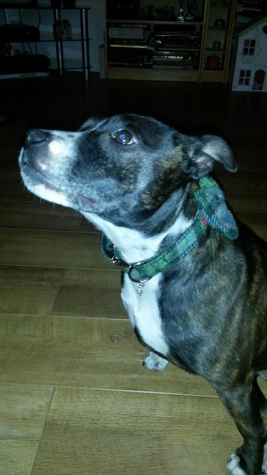 (Grass Green) Harris Tweed Bow Tie Dog Collar - Grass Green Check - BOWZOS