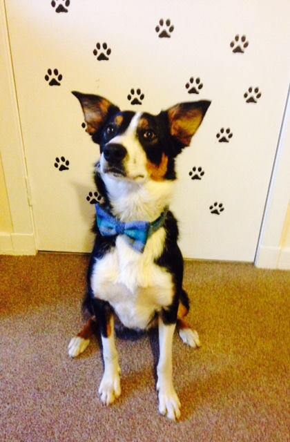 (Skye) Harris Tweed Bow Tie Dog Collar - Blue/Grey Check - BOWZOS