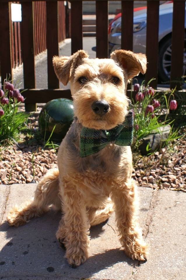 (Grass Green) Harris Tweed Bow Tie Dog Collar - Grass Green Check - BOWZOS