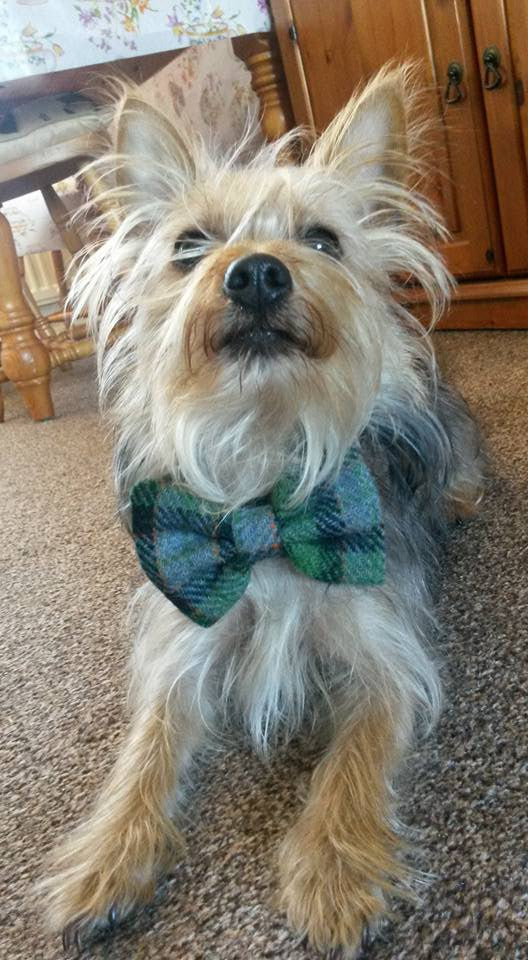 (Grass Green) Harris Tweed Bow Tie Dog Collar - Grass Green Check - BOWZOS