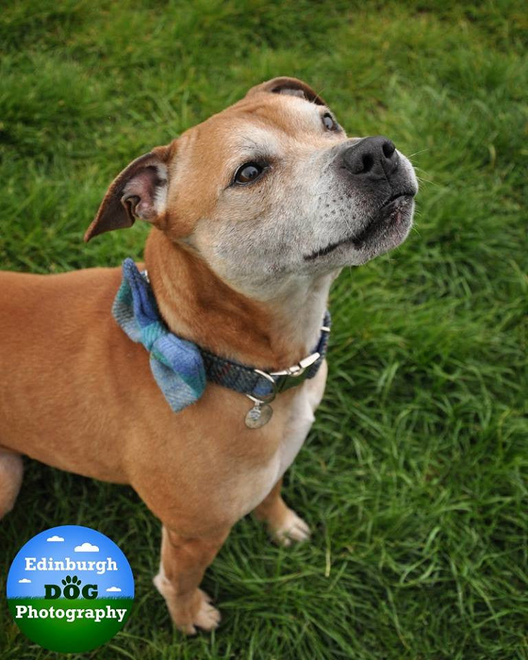 (Grass Green) Harris Tweed Bow Tie Dog Collar - Grass Green Check - BOWZOS