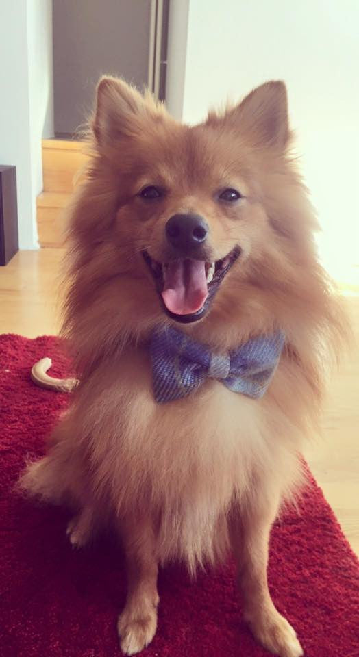 (Grass Green) Harris Tweed Bow Tie Dog Collar - Grass Green Check - BOWZOS