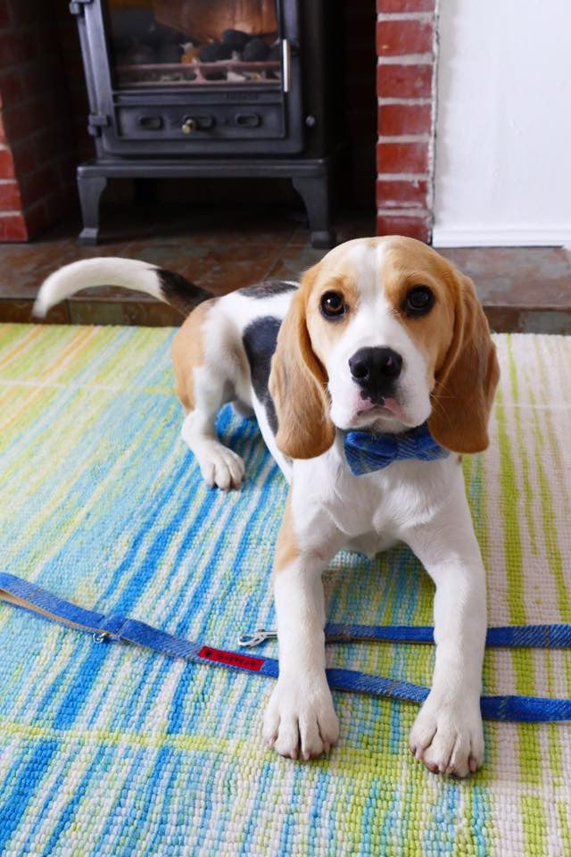 (Edinburgh) Harris Tweed Bow Tie Dog Collar & Lead Set - Baby Blue Check - BOWZOS