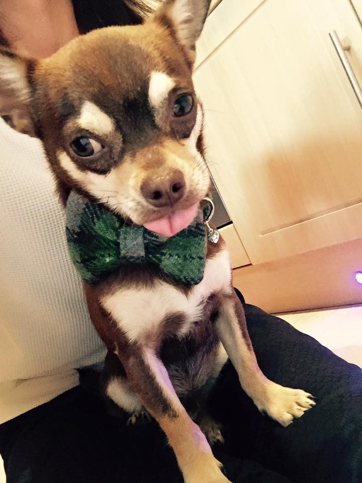 (Grass Green) Harris Tweed Bow Tie Dog Collar - Grass Green Check - BOWZOS