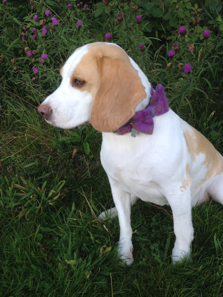 (Jura) Harris Tweed Bow Tie Dog Collar & Lead Set - Purple Check - BOWZOS