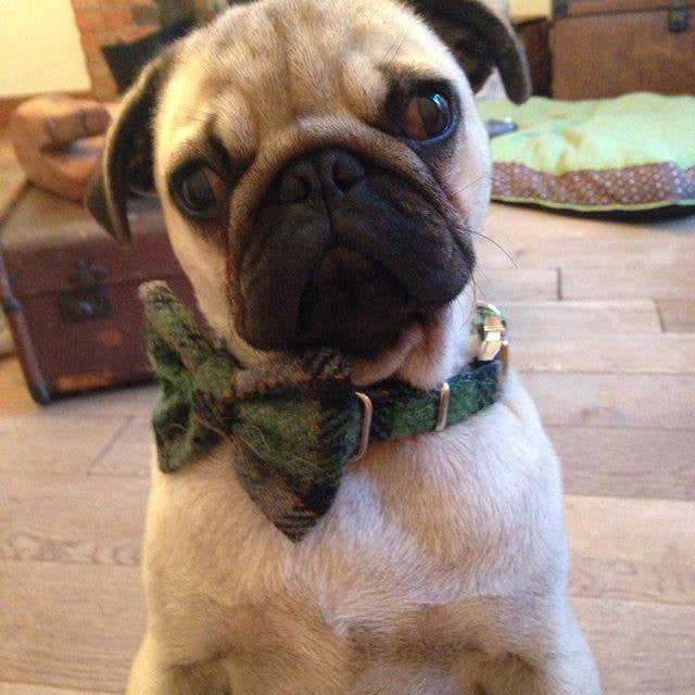 (Grass Green) Harris Tweed Bow Tie Dog Collar - Grass Green Check - BOWZOS