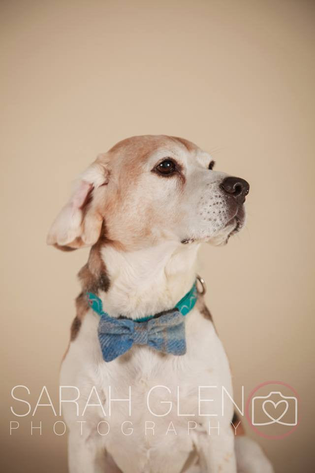 (Edinburgh) Harris Tweed Bow Tie Dog Collar & Lead Set - Baby Blue Check - BOWZOS