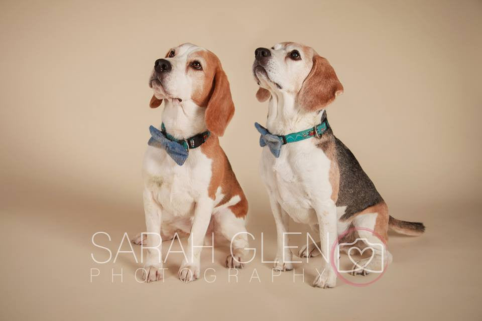 (Edinburgh) Harris Tweed Bow Tie Dog Collar & Lead Set - Baby Blue Check - BOWZOS