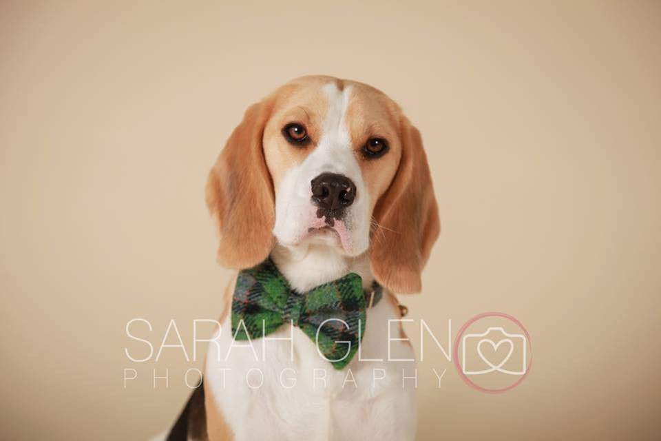 (Grass Green) Harris Tweed Bow Tie Dog Collar - Grass Green Check - BOWZOS