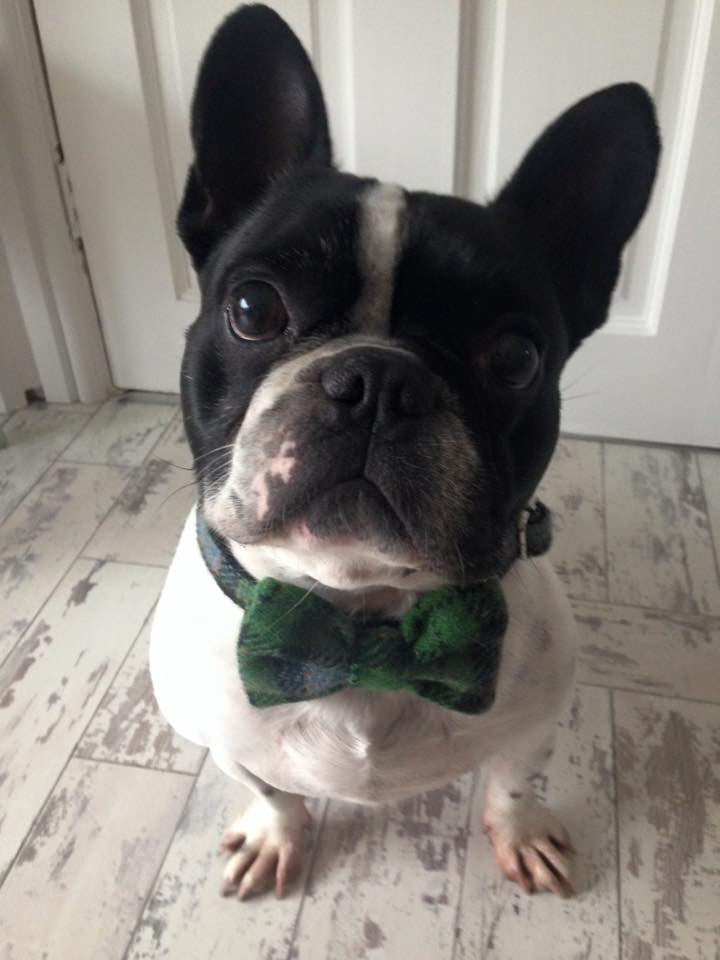 (Grass Green) Harris Tweed Bow Tie Dog Collar - Grass Green Check - BOWZOS