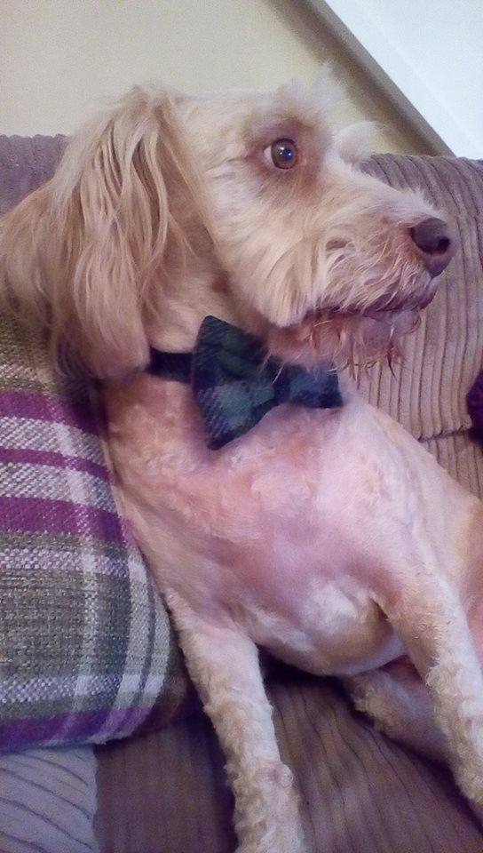 (Grass Green) Harris Tweed Bow Tie Dog Collar - Grass Green Check - BOWZOS