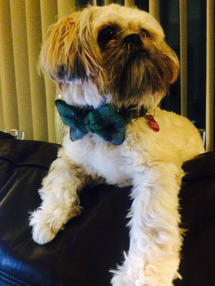 (Grass Green) Harris Tweed Bow Tie Dog Collar - Grass Green Check - BOWZOS