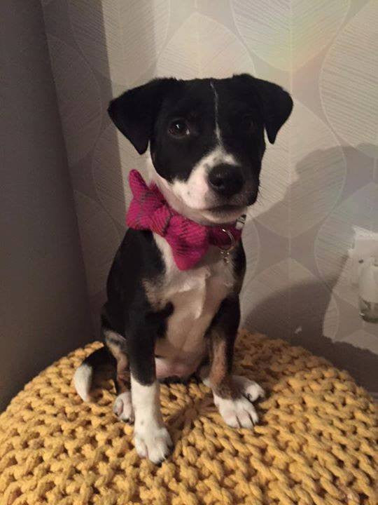 (Iona) Harris Tweed Bow Tie Dog Collar & Lead Set - Cerise Pink Check - BOWZOS