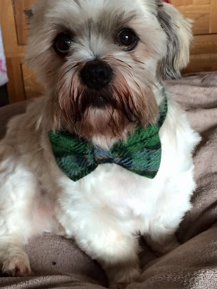 (Grass Green) Harris Tweed Bow Tie Dog Collar - Grass Green Check - BOWZOS