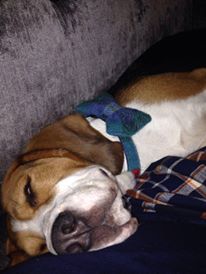 (Skye) Harris Tweed Bow Tie Dog Collar - Blue/Grey Check - BOWZOS