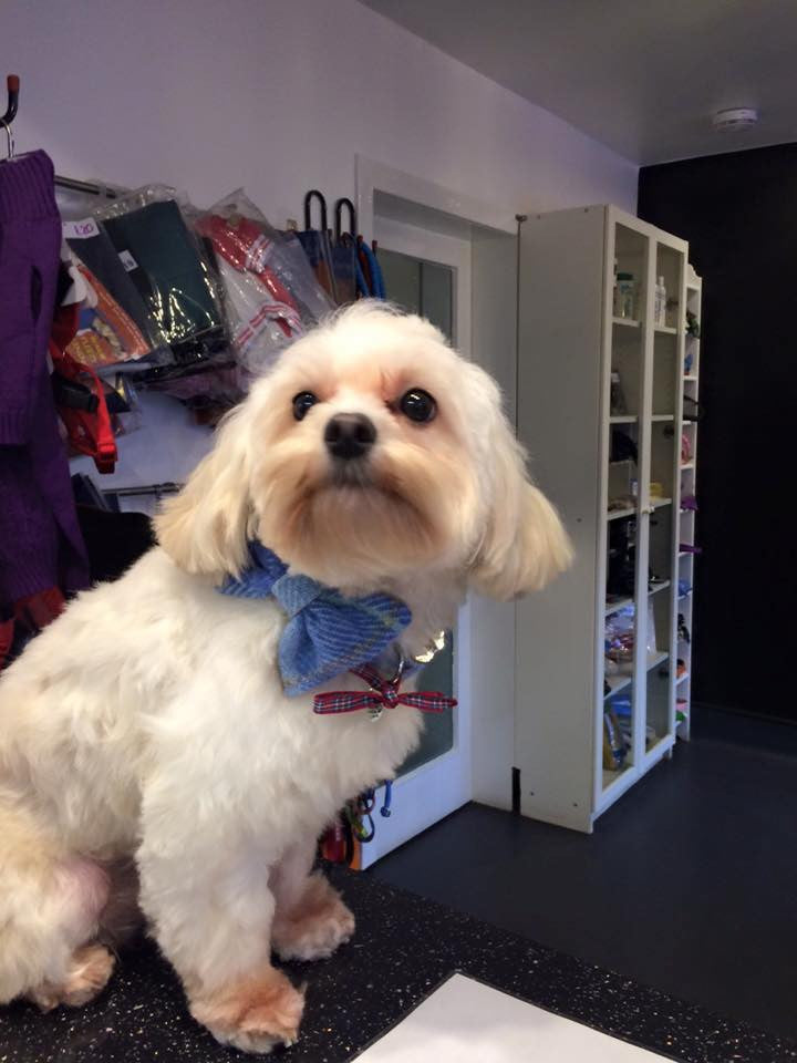 (Edinburgh) Harris Tweed Bow Tie Dog Collar - Baby Blue Check - BOWZOS