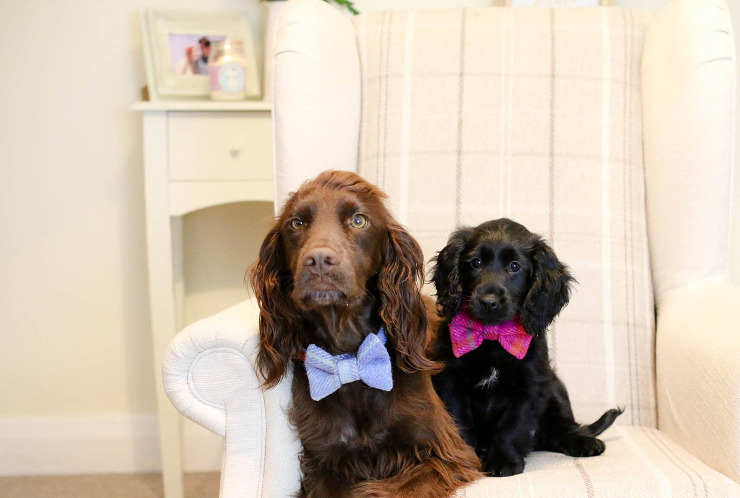 (Edinburgh) Harris Tweed Bow Tie Dog Collar - Baby Blue Check - BOWZOS