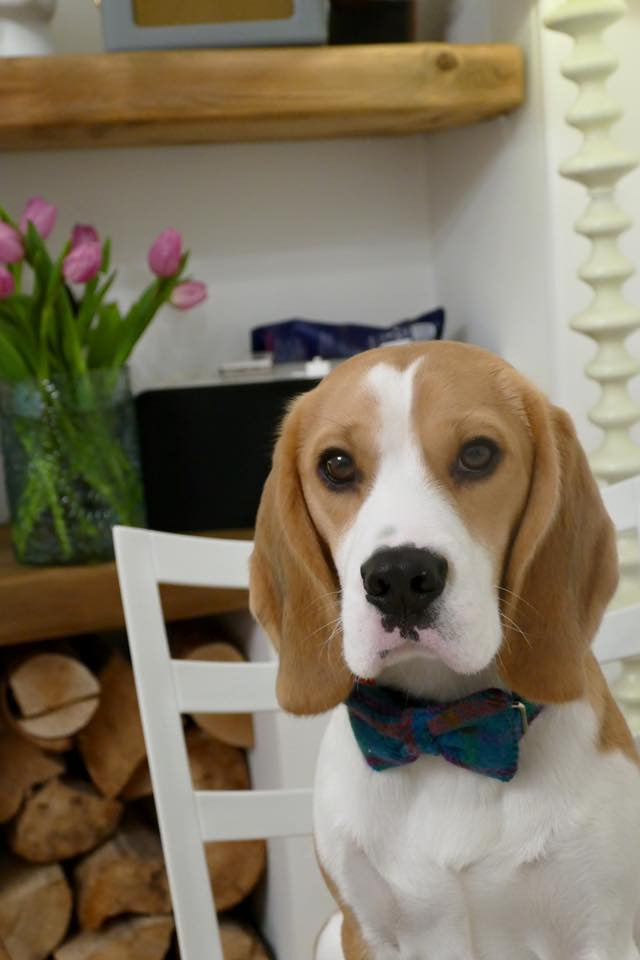 (Tiree) Tweed Bow Tie Dog Collar - Turquoise Check - BOWZOS