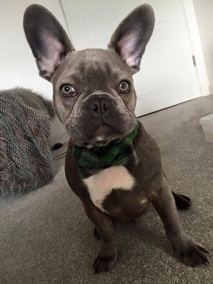 (Grass Green) Harris Tweed Bow Tie Dog Collar - Grass Green Check - BOWZOS