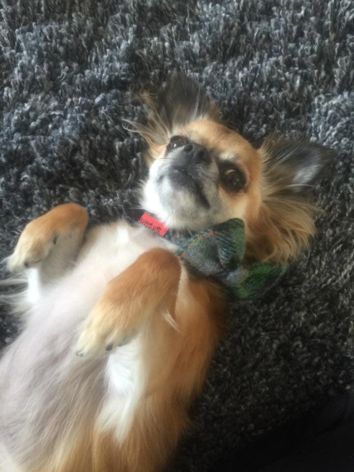 (Grass Green) Harris Tweed Bow Tie Dog Collar - Grass Green Check - BOWZOS