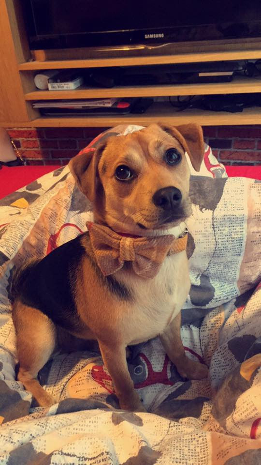 (Urquhart) Harris Tweed Bow Tie Dog Collar & Lead Set - Mustard & Beige Check - BOWZOS