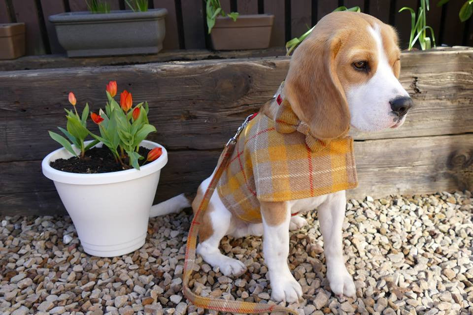 (Urquhart) Bowzos Waistcoat - Harris Tweed Mustard & Beige Check - BOWZOS