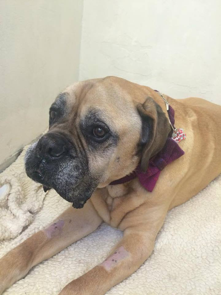 (Mull) Harris Tweed Bow Tie Dog Collar - Fuschia Purple - BOWZOS