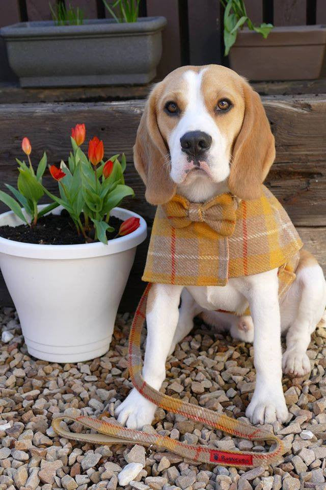 (Urquhart) Bowzos Waistcoat - Harris Tweed Mustard & Beige Check - BOWZOS