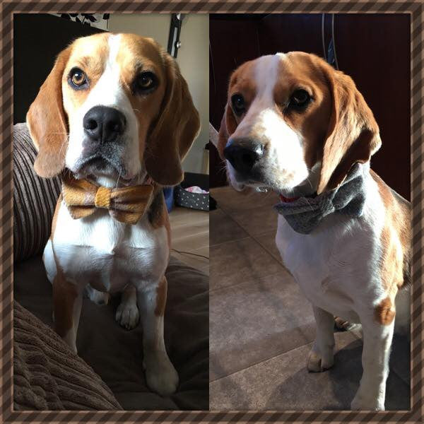 (Urquhart) Harris Tweed Bow Tie Dog Collar & Lead Set - Mustard & Beige Check - BOWZOS