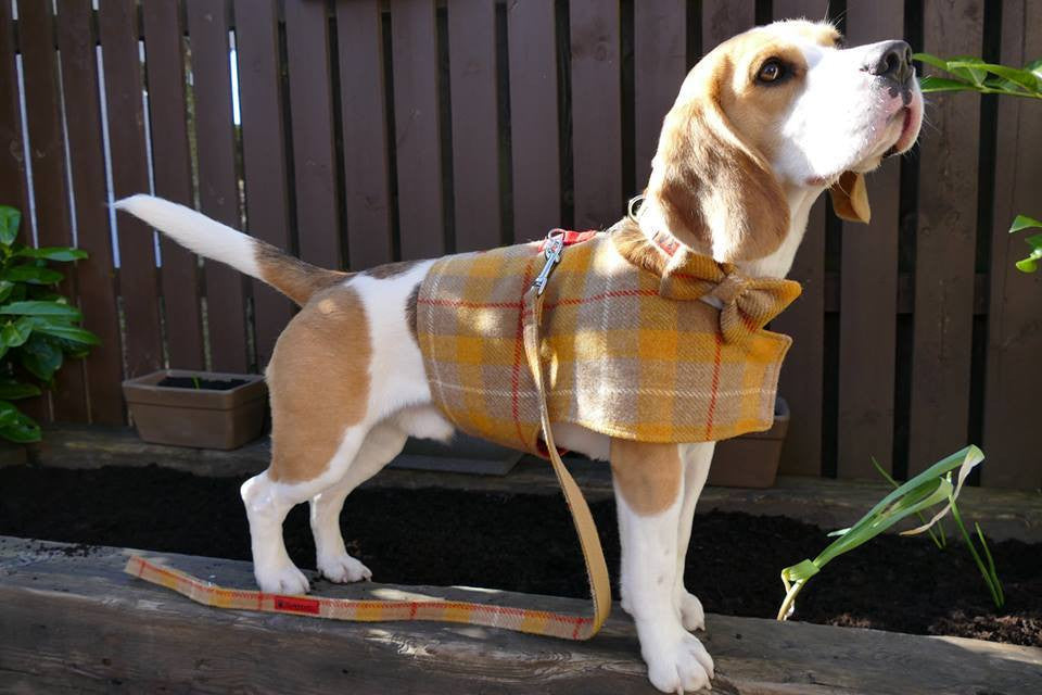 (Urquhart) Bowzos Waistcoat - Harris Tweed Mustard & Beige Check - BOWZOS