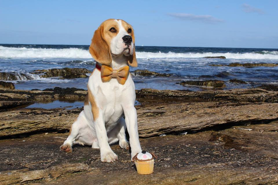 (Urquhart) Harris Tweed Bow Tie Dog Collar - Mustard & Beige Check - BOWZOS