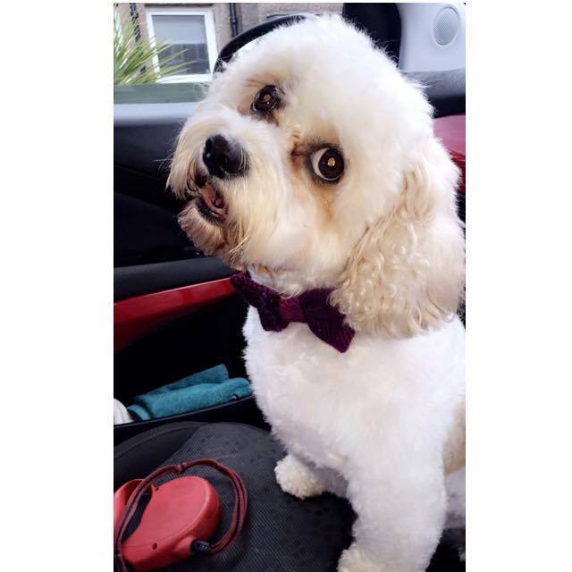 (Mull) Harris Tweed Bow Tie Dog Collar - Fuschia Purple - BOWZOS