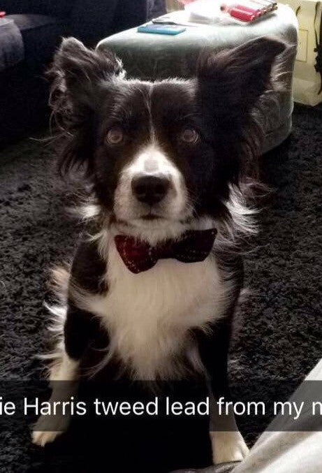 Harris Tweed Bow Tie Dog Collar - Black Stewart Tartan - BOWZOS