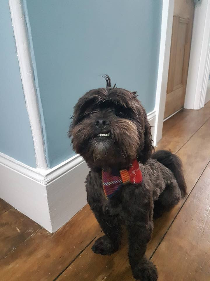 (Bute) Harris Tweed Bow Tie Dog Collar & Lead Set - Tartan - BOWZOS