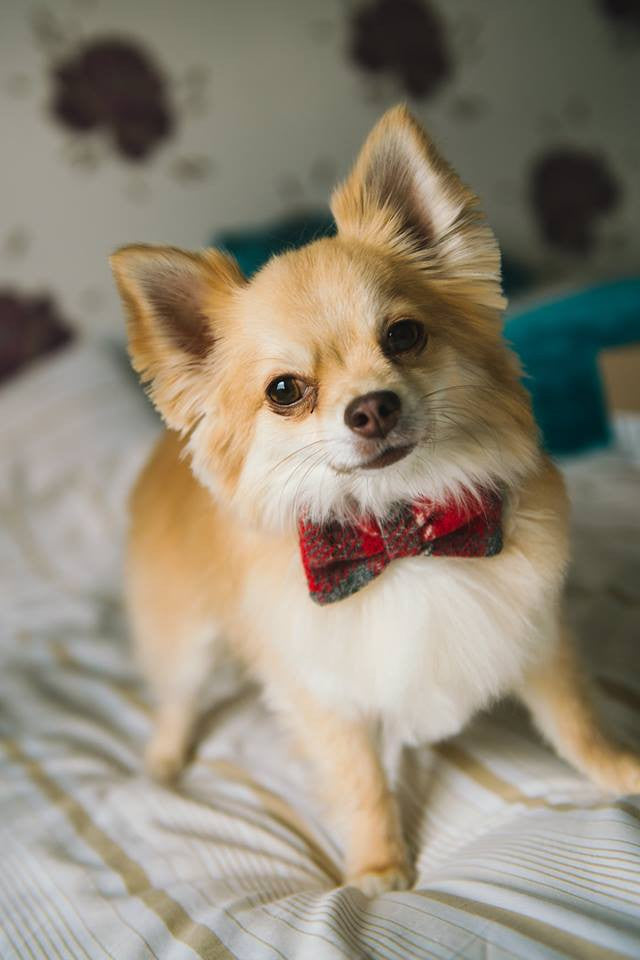 (Brodie) Harris Tweed Bow Tie Dog Collar - Red/Grey Check - BOWZOS