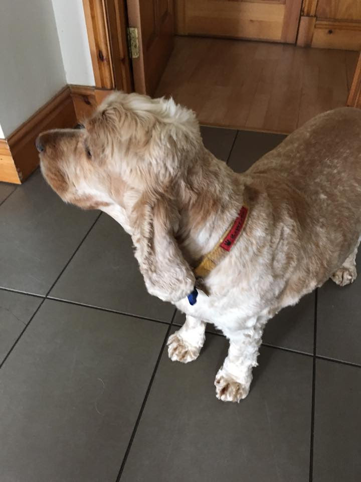 (Urquhart) Harris Tweed Dog Collar - Mustard & Beige Check - BOWZOS