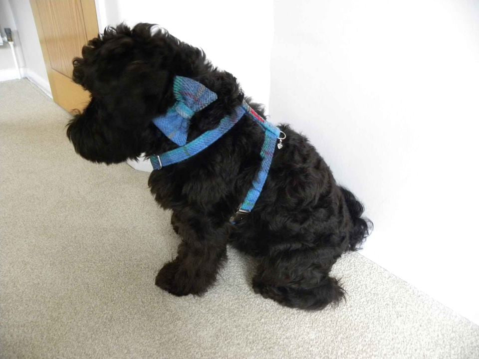 (Skye) Harris Tweed Harness - Blue/Grey Check - BOWZOS