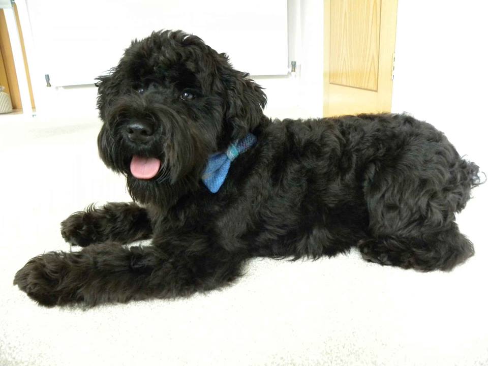 (Edinburgh) Harris Tweed Bow Tie Dog Collar & Lead Set - Baby Blue Check - BOWZOS