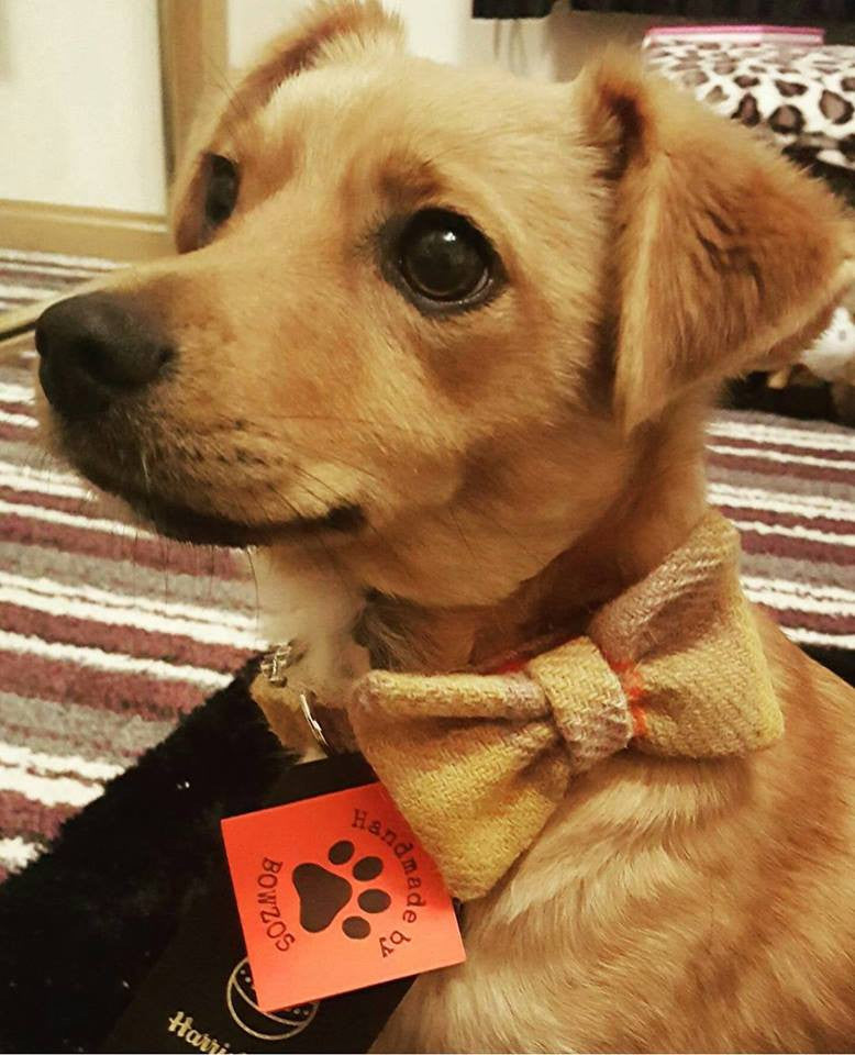 (Urquhart) Harris Tweed Bow Tie Dog Collar & Lead Set - Mustard & Beige Check - BOWZOS