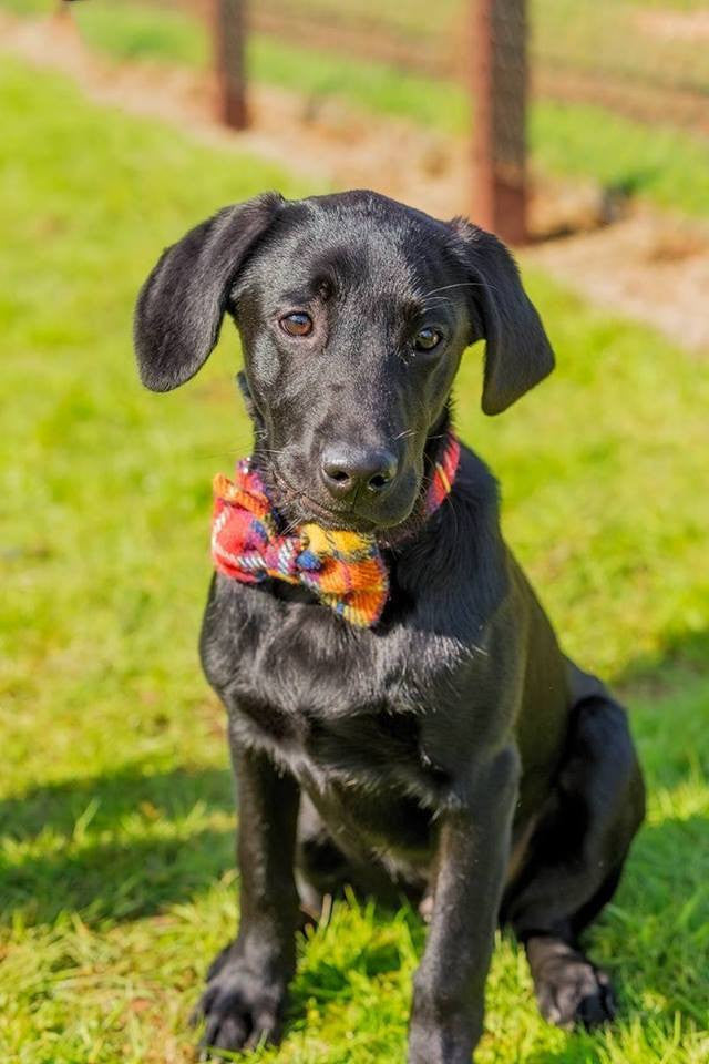 (Bute) Harris Tweed Bow Tie Dog Collar - Tartan - BOWZOS