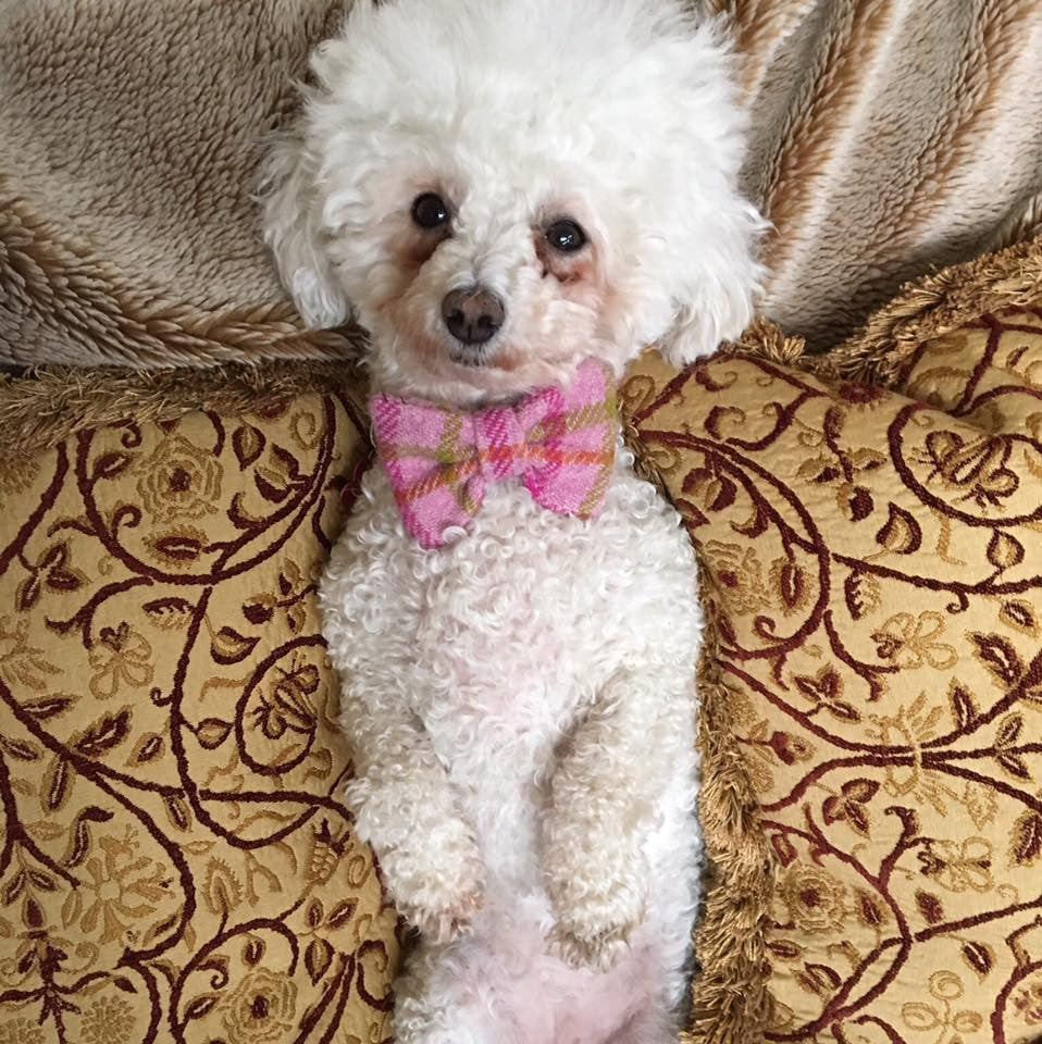 (Isla) Harris Tweed Bow Tie Dog Collar - Baby Pink Check - BOWZOS