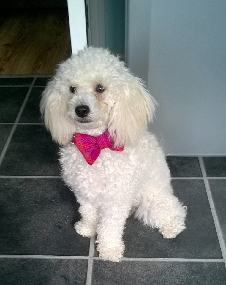 (Iona) Harris Tweed Bow Tie Dog Collar - Cerise Pink Check - BOWZOS
