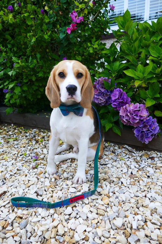 (Thistle) Harris Tweed Bow Tie Dog Collar - Green Check - BOWZOS