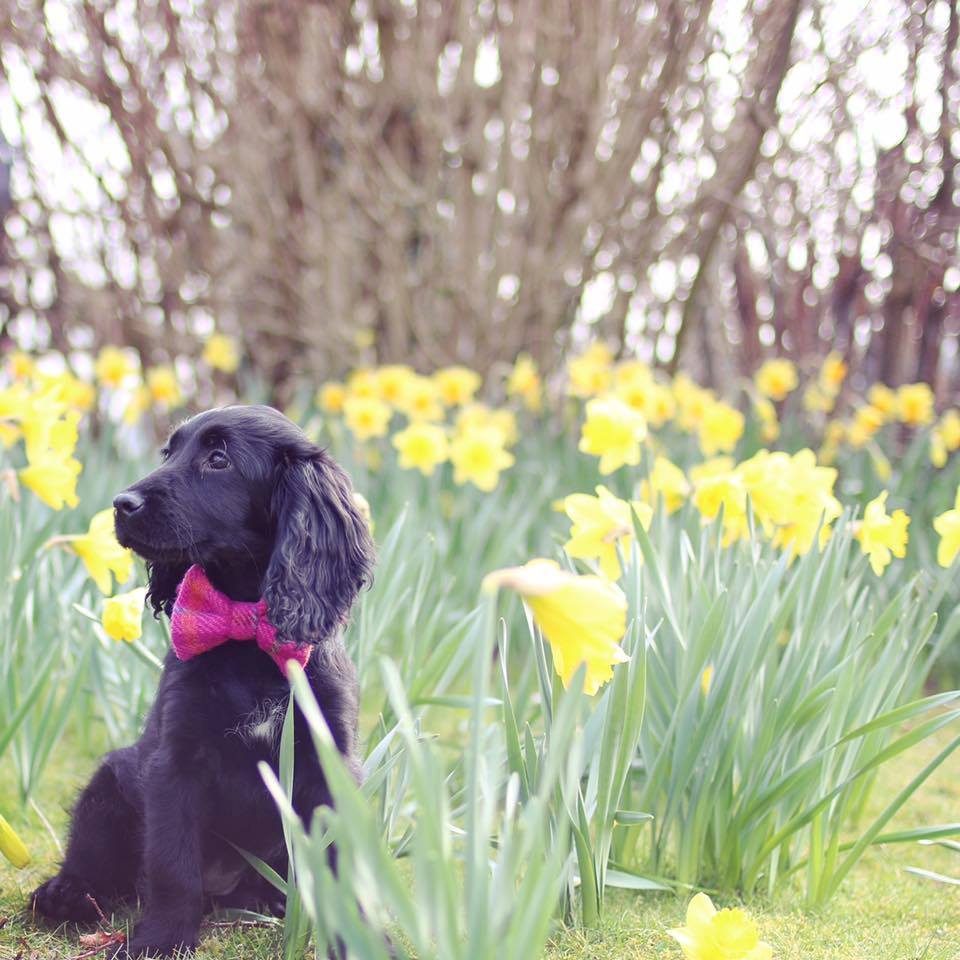 (Iona) Harris Tweed Bow Tie Dog Collar - Cerise Pink Check - BOWZOS