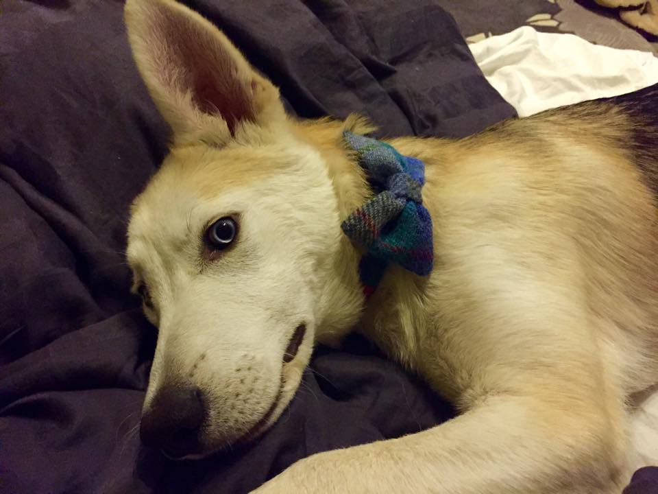(Skye) Harris Tweed Bow Tie Dog Collar - Blue/Grey Check - BOWZOS