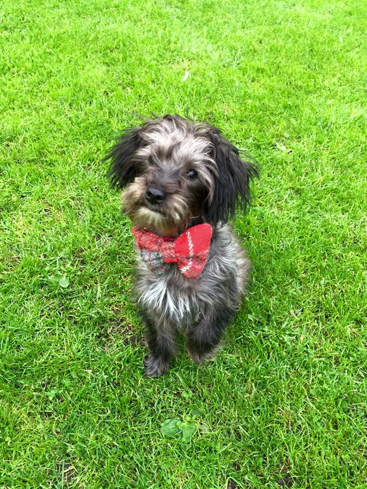 (Brodie) Harris Tweed Bow Tie Dog Collar - Red/Grey Check - BOWZOS