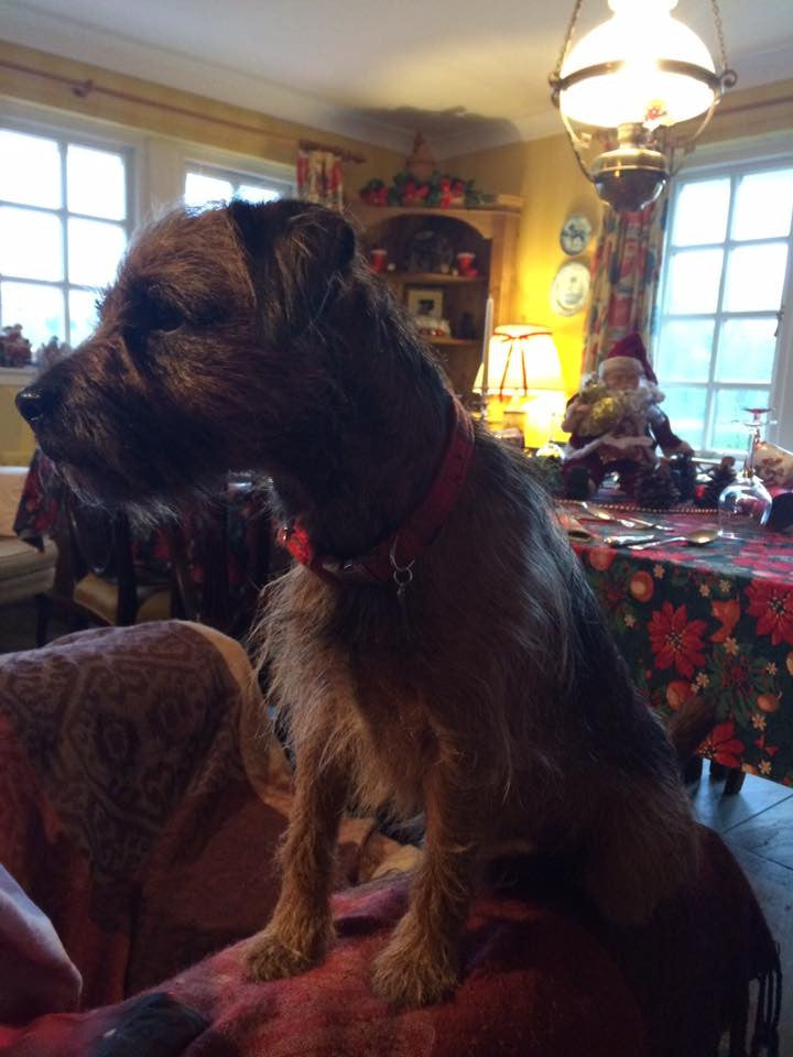 (Arran) Harris Tweed Dog Collar - Orange Check - BOWZOS