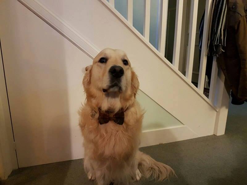 (Mull) Harris Tweed Bow Tie Dog Collar - Fuschia Purple - BOWZOS